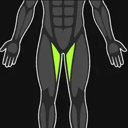 Adductors
