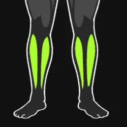 Calves