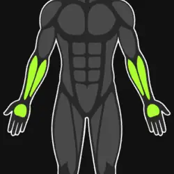Forearms