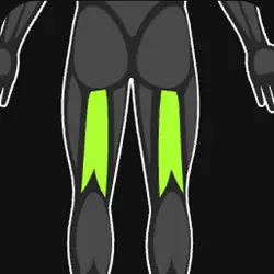 Hamstrings