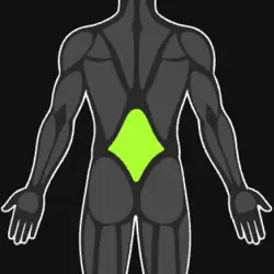 Lower Back