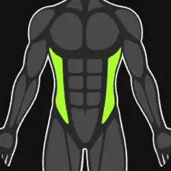 Obliques