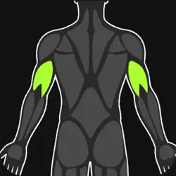 Triceps