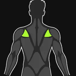 Upper Back
