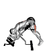 45 Degree Reverse Hyperextension demonstration