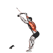 Cable Standing Lat Pulldown