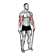 Band Standing Reverse Curl demonstration