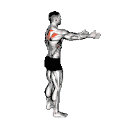 Bodyweight Standing Scapula Row