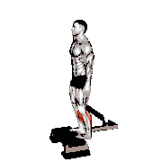 Elevated Standing Calf Raise