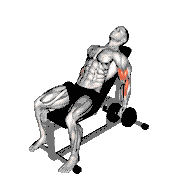 Dumbbell Incline Curl
