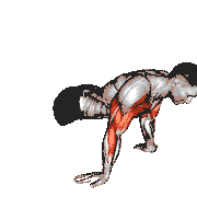 Reverse Push-Up