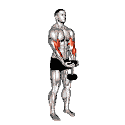 Dumbbell Waiter Biceps Curl