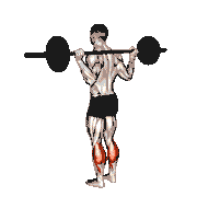 Barbell Floor Calf Raise demonstration
