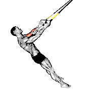 Suspender Biceps Curl demonstration