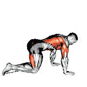 Sliding Leg Bird Dog