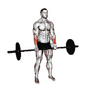 Barbell Standing Wrist Reverse Curl