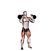 Kettlebell Double Push Press
