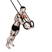 Ring Chest Fly