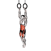 Ring Hanging Straight Leg Hip Raise