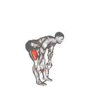 Band Straight Back Stiff Leg Deadlift demonstration