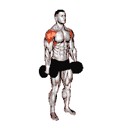 Dumbbell Scaption