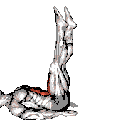 Alternate Leg Raise demonstration