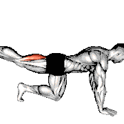 Quadruped Leg Curl