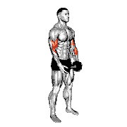 Dumbbell Standing Hammer Curl