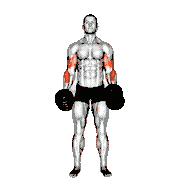 Cross Body Hammer Curl