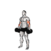 Dumbbell Alternate Hammer Strict Curl