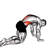 Cat Cow Stretch