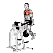 Weighted Tricep Dips demonstration