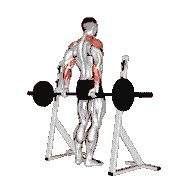 Barbell Rear Delt Raise demonstration