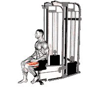 Cable Seated Leg Extension