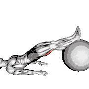 Exercise Ball Leg Curl