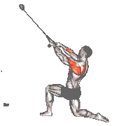 Cable Kneeling Rear Delt Row (with Rope)