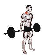 Barbell Behind the Back Shrug demonstration