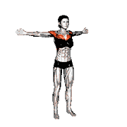 Bodyweight Standing Straight Arm Chest Fly