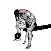 Weighted Seated Neck Extension (With Head Harness) demonstration