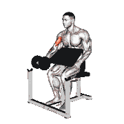 Dumbbell Preacher Curl