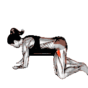 Frog Reverse Hyperextension (On a Bench)