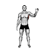 Standing Lateral Stretch