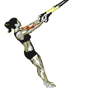 Suspender Arm Curl demonstration