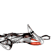 Intermediate Hip Flexor and Quad Stretch