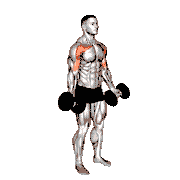Dumbbell Low Fly