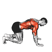 Kneeling Thoracic Rotation