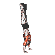 Handstand against the Wall