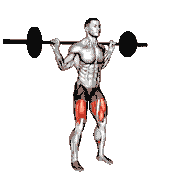 Barbell Olympic Squat demonstration