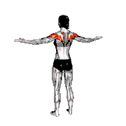 Palm Press Back