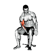 Biceps Leg Concentration Curl